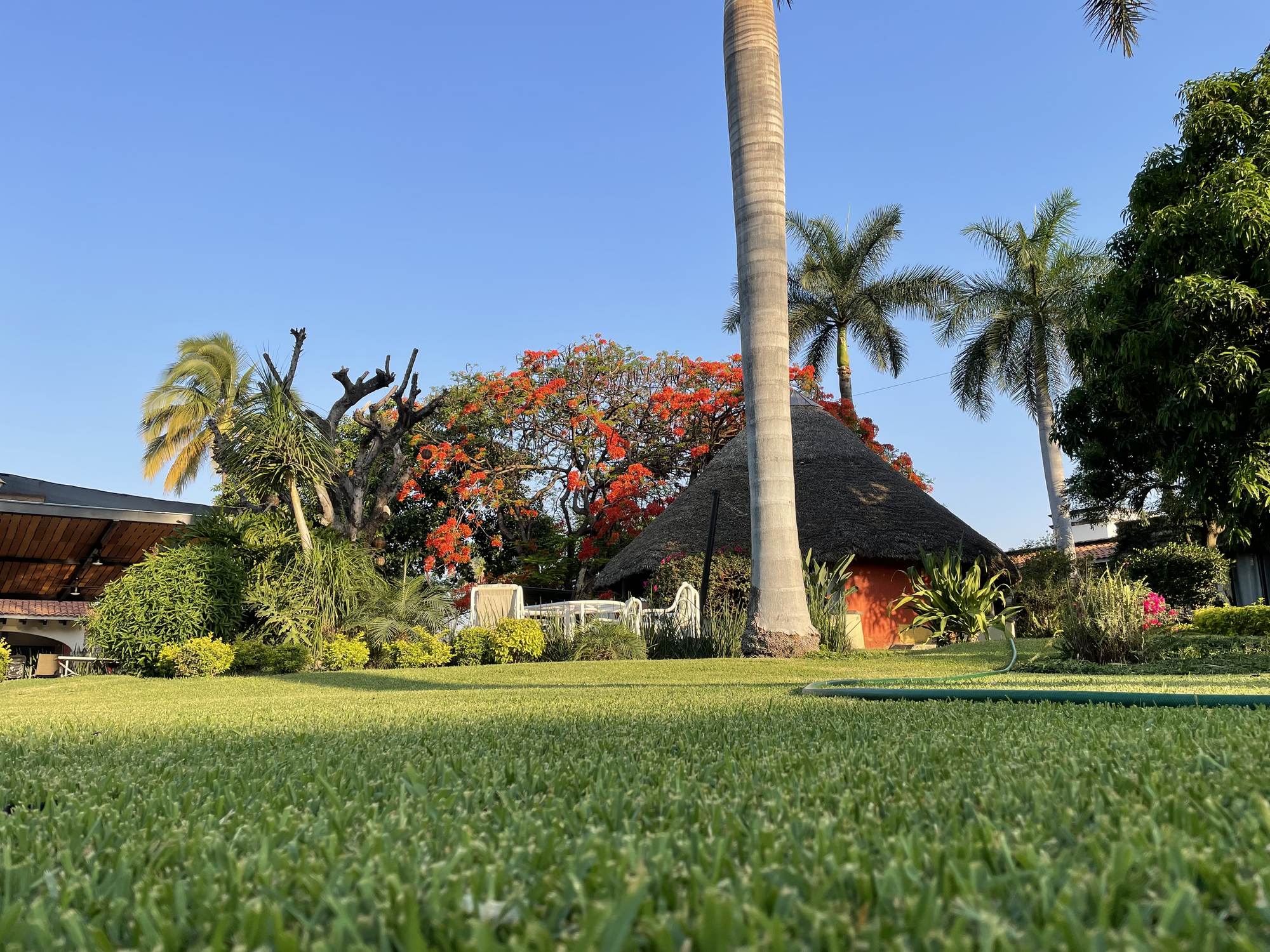 Jardín entre palmas